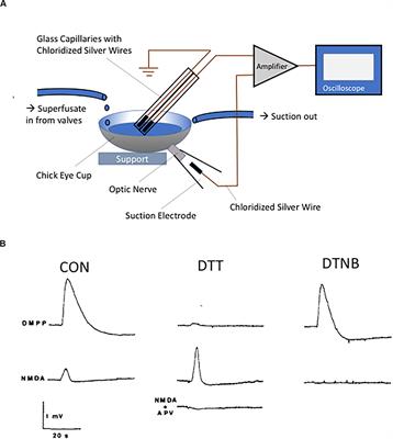 The Redox Biology of Excitotoxic Processes: The NMDA Receptor, TOPA Quinone, and the Oxidative Liberation of Intracellular Zinc